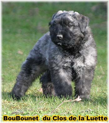 bouvier des flandres photo chiot - Elevage Clos Luette -  COPYRIGHT DEPOSE